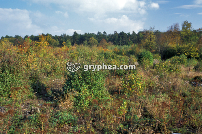 Parcelle en régénération - gryphea.com